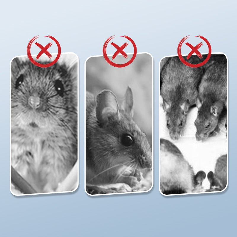 Piège à Rats Réutilisable à Déclencheur Ultra-Sensible